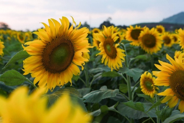 Được biết năm nay hoa hướng dương có thể nở thành 3 đợt: đợt đầu nở từ tháng 12 và đợt cuối tàn vào thời điểm sát Tết Nguyên Đán Kỷ Hợi.