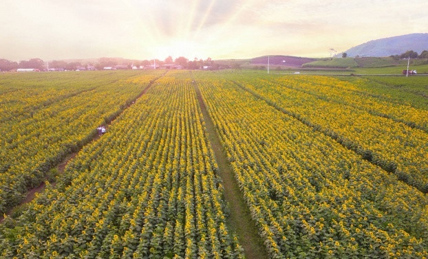 Man nhan canh dong hoa huong duong lon nhat Viet Nam da bung no