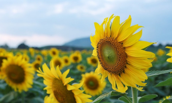Hiện tại mỗi ngày cánh đồng hoa hướng dương đón hàng trăm lượt khách tới tham quan, chụp ảnh. Du khách hoàn toàn không mất phí khi tới đây.