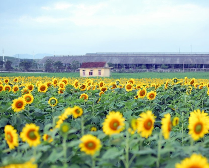 Một vài năm trở lại đây, lễ hội hoa hướng dương Nghệ An lại được tổ chức nhằm tôn vinh loài hoa đẹp cũng như tạo thêm điều kiện phát triển du lịch địa phương. Đây được coi là một sự kiện lớn thu hút đông đảo du khách khắp nơi tham gia trong sự hào hứng, vui vẻ.