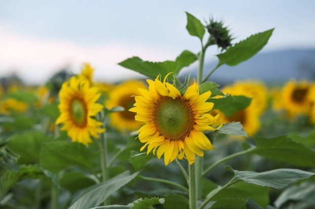 Năm nay diện tích trồng hoa tăng lên gần 60ha, tạo ra một không gian choáng ngợp, rực rỡ màu vàng của loài hoa luôn hướng về mặt trời.