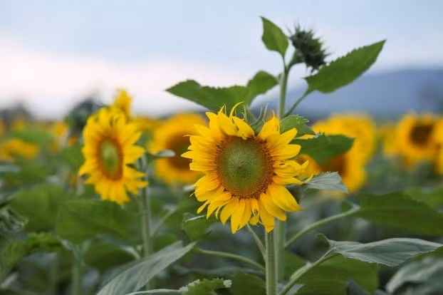 Năm nay diện tích trồng hoa tăng lên gần 60ha, tạo ra một không gian choáng ngợp, rực rỡ màu vàng của loài hoa luôn hướng về mặt trời.