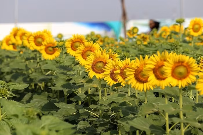 Kể từ thời điểm mở cửa vào ngày 19/12, nơi này đã trở thành điểm đến cực kỳ thu hút, không chỉ với các bạn trẻ mà còn với những gia đình, những người yêu hoa khắp thành phố mang tên Bác. Ai cũng háo hức diện những bộ đồ đẹp để được check-in với loài hoa vàng rực bắt mắt ở đây.