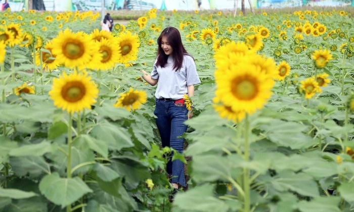 Được biết vườn hoa sẽ còn mở cửa đến ngày 5/1/2019 tới đây, trong khung giờ từ 7h sáng đến 18h chiều mỗi ngày nên rất thích hợp chọn làm nơi du hí lý tưởng trong dịp nghỉ Tết Dương lịch năm nay tại TP. Hồ Chí Minh.