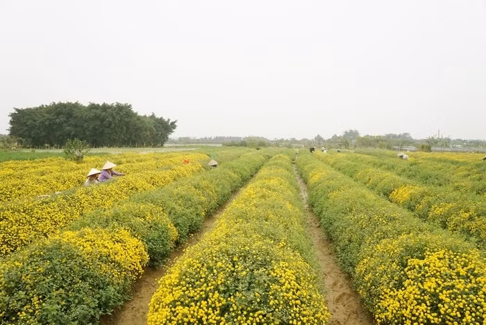 2 cánh đồng hoa vàng rực dịp cuối năm, là điểm hẹn lý tưởng cho những ngày nghỉ Tết Dương lịch sắp tới 2 canh dong hoa vang ruc dip cuoi nam, la diem hen ly tuong cho nhung ngay nghi Tet Duong lich sap toi