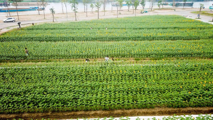 Cánh đồng hoa hướng dương - TP. Hồ Chí Minh. Lần đầu tiên, những du khách yêu mến loài hoa hướng dương ở TP. Hồ Chí Minh không còn phải lặn lội xa xôi lên tận Đà Lạt hay đến Nghệ An mới được chụp ảnh cánh đồng hoa hướng dương. Bởi hiện tại đã có cánh đồng hoa hướng dương rộng gần 18.000m2 ở quận Thủ Đức đang bung nở, chào đón mọi người đến tham quan, chụp ảnh.