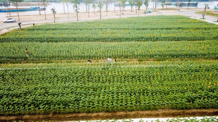 Cánh đồng hoa hướng dương - TP. Hồ Chí Minh. Lần đầu tiên, những du khách yêu mến loài hoa hướng dương ở TP. Hồ Chí Minh không còn phải lặn lội xa xôi lên tận Đà Lạt hay đến Nghệ An mới được chụp ảnh cánh đồng hoa hướng dương. Bởi hiện tại đã có cánh đồng hoa hướng dương rộng gần 18.000m2 ở quận Thủ Đức đang bung nở, chào đón mọi người đến tham quan, chụp ảnh.