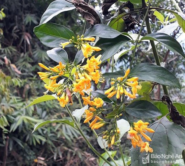 Hai vo chong nguy kich tinh mang do uong nuoc la ngon