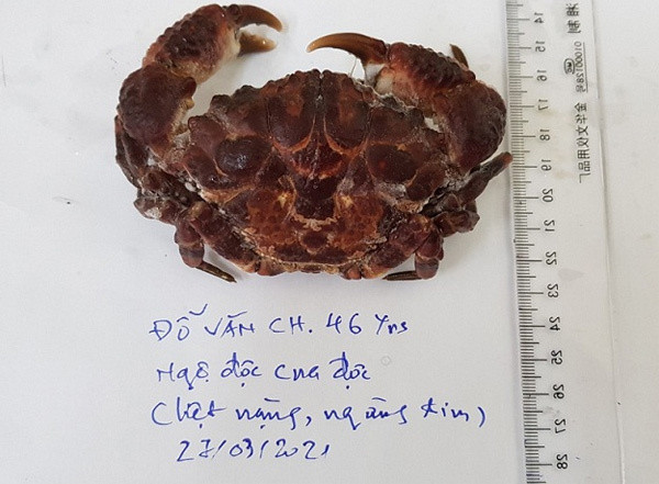 Ngu dan di bien ngung tim vi an cua mat quy-Hinh-2