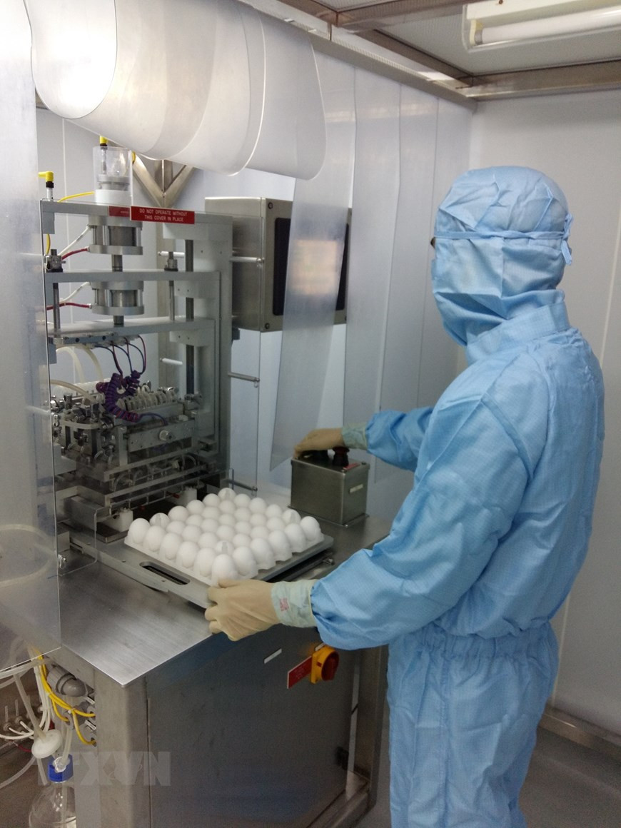 Soi trứng gà là một trong những công đoạn nghiên cứu sản xuất vắc-xin. (Ảnh: TTXVN)