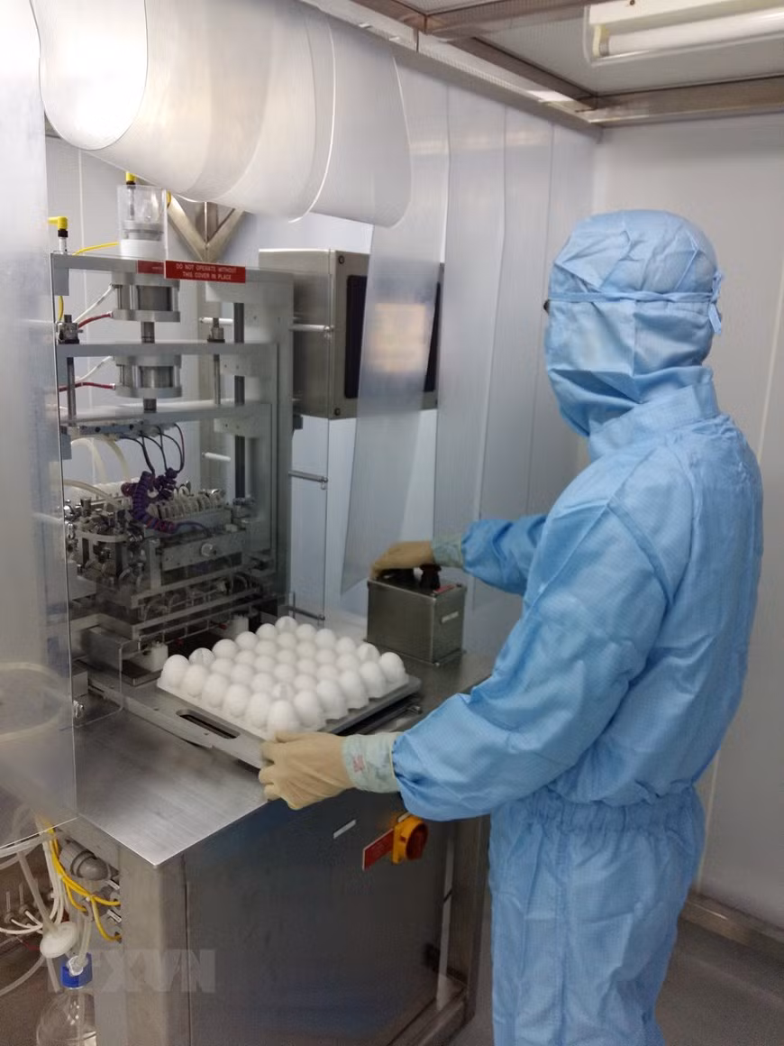 Soi trứng gà là một trong những công đoạn nghiên cứu sản xuất vắc-xin. (Ảnh: TTXVN)