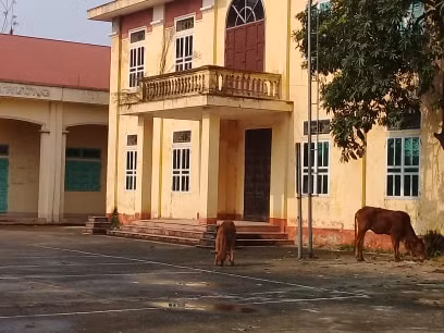 Ghi nhận của PV tại huyện Thanh Ba, (Phú Thọ) trụ sở xã Hoàng Cương (cũ) huyện Thanh Ba, Phú Thọ bị bỏ không, bò người dân tự do vào gặm cỏ.