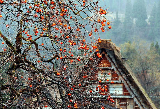 Mỗi ngôi nhà ở ngôi làng Shirakawa-go thường có 2 - 3 tầng. Trong đó có 1 tầng trệt và 1 - 2 tầng lửng. Tầng trệt được mô phỏng theo kiểu nhà truyền thống của Nhật bao gồm phòng khách, nơi đọc sách và thờ tự. Tầng 2 là những phòng riêng dành cho các thành viên trong gia đình. Tầng thứ 3 thường được bố trí một phòng để chứa nông cụ, cất đồ đạc cũ hoặc nuôi tằm.