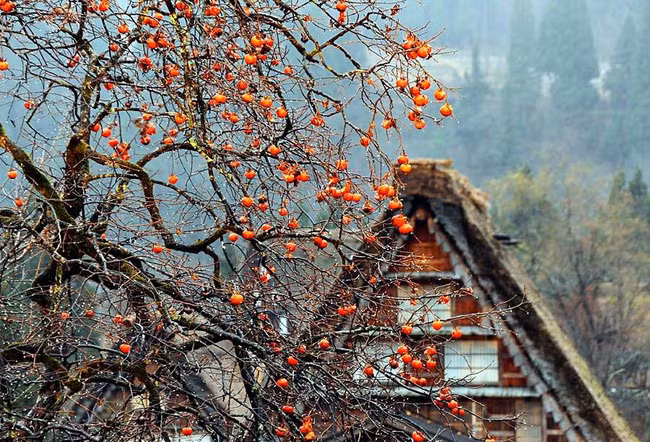 Mỗi ngôi nhà ở ngôi làng Shirakawa-go thường có 2 - 3 tầng. Trong đó có 1 tầng trệt và 1 - 2 tầng lửng. Tầng trệt được mô phỏng theo kiểu nhà truyền thống của Nhật bao gồm phòng khách, nơi đọc sách và thờ tự. Tầng 2 là những phòng riêng dành cho các thành viên trong gia đình. Tầng thứ 3 thường được bố trí một phòng để chứa nông cụ, cất đồ đạc cũ hoặc nuôi tằm.