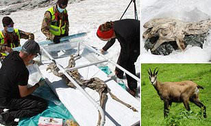 Với việc tìm thấy xác ướp sơn dương đóng băng trong suốt 400 năm, các chuyên gia cho hay phát hiện này có thể giúp ích rất nhiều trong việc nghiên cứu về ADN cũng như môi trường lạnh giá tác động đến ADN như thế nào. Từ đây, các chuyên gia hy vọng sẽ giải mã được xác ướp băng được bảo quản tốt ra sao.