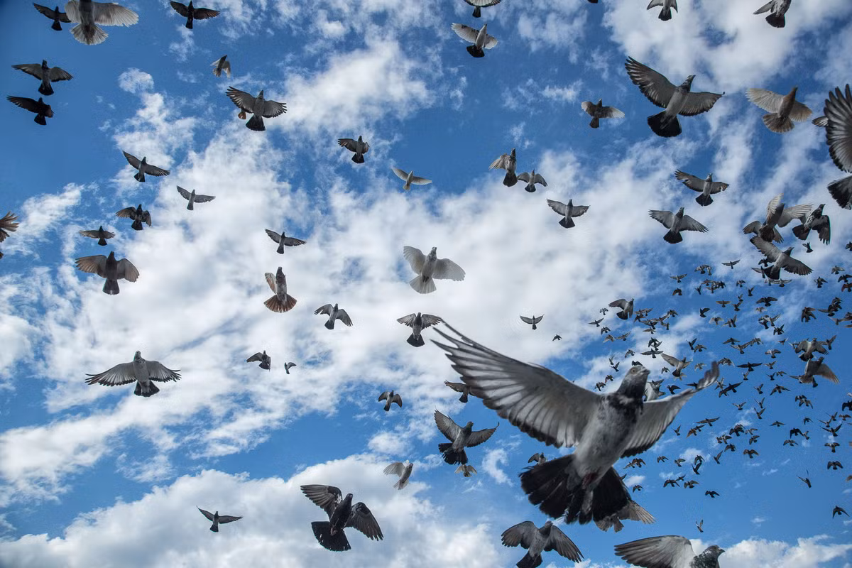 Do không muốn mất thêm bồ cầu nên một số người nuôi quyết định không tham gia các cuộc đua tổ chức ở khu vực “tam giác quỷ Bermuda” trên không.