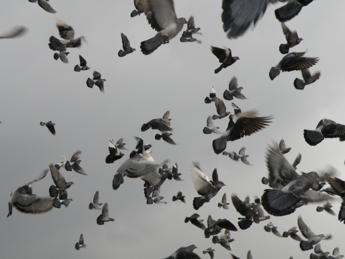 Không ai biết chính xác nguyên nhân vì sao nhiều con chim bồ câu không quay về với chủ sau khi di chuyển qua khu vực “tam giác quỷ Bermuda” trên không.