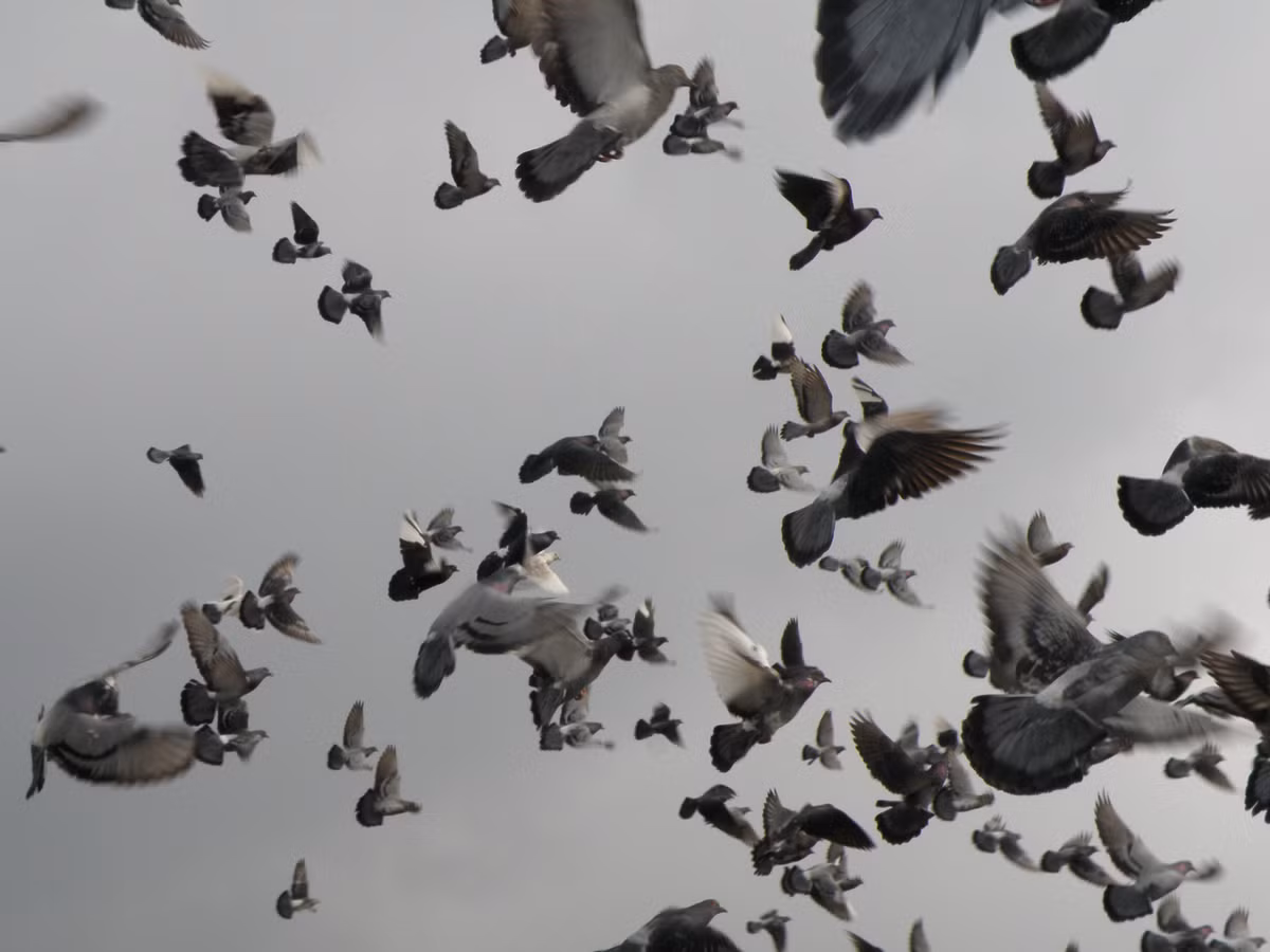 Không ai biết chính xác nguyên nhân vì sao nhiều con chim bồ câu không quay về với chủ sau khi di chuyển qua khu vực “tam giác quỷ Bermuda” trên không.