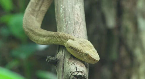 Cụ thể, Ilha Da Queimada Grande là nơi sinh sống của hàng ngàn con rắn độc. Trong số này có khoảng 4.000 con rắn hổ lục đầu vàng. Mật độ rắn trên đảo rất lớn từ 1 - 5 con/m2.