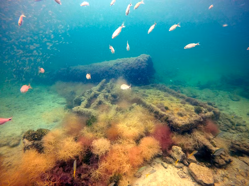 Trong khoảng thời gian này, người Maya bị bán làm nô lệ và làm việc trên những cánh đồng mía cho các chủ đồn điền.