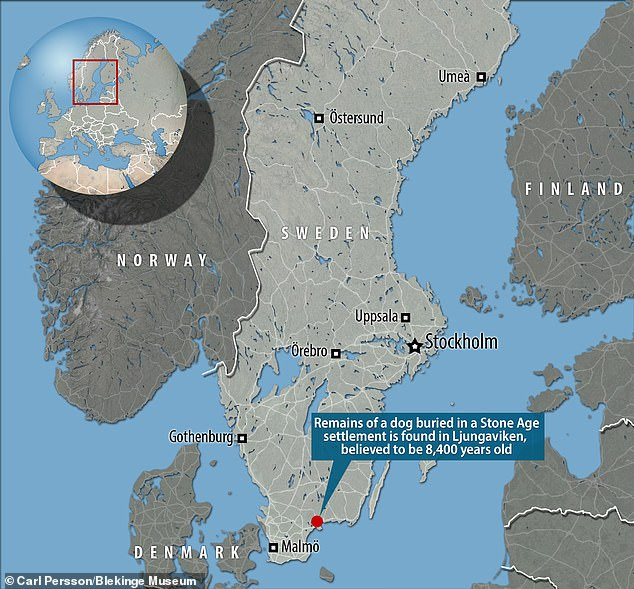 Bộ xương của con chó trong mộ cổ 8.400 tuổi còn khá nguyên vẹn. Kết quả nghiên cứu của các chuyên gia cho thấy con vật thuộc một loài chó đã tuyệt chủng. Loài chó này có vẻ ngoài to lớn và dũng mãnh.