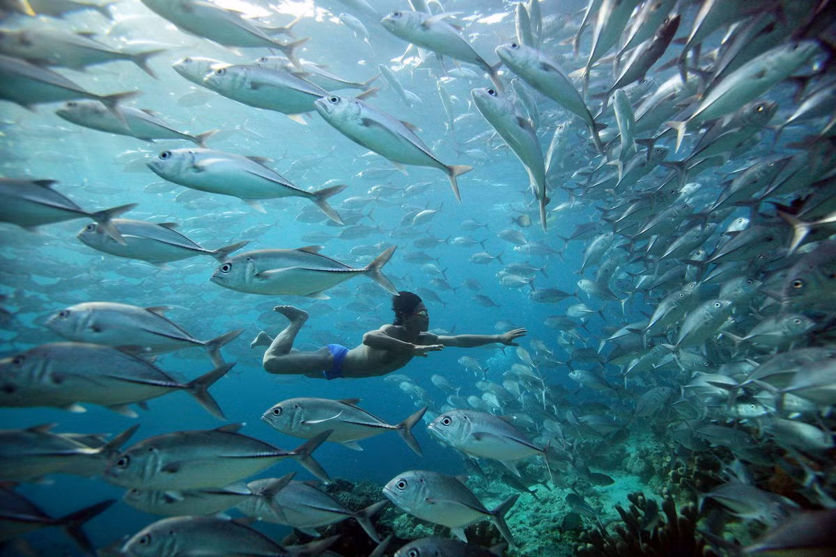 Do thường xuyên bơi và lặn dưới biển, các thành viên bộ tộc Bajau có lá lách lớn hơn so với người bình thường.