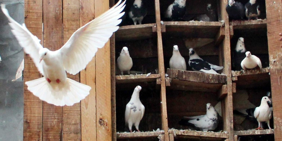 Sau khi hoàn thành huấn luyện, chim bồ câu "điệp viên" được Mỹ bí mật đưa tới Liên Xô để chụp ảnh những mục tiêu mà người ngoài khó có thể tiếp cận.