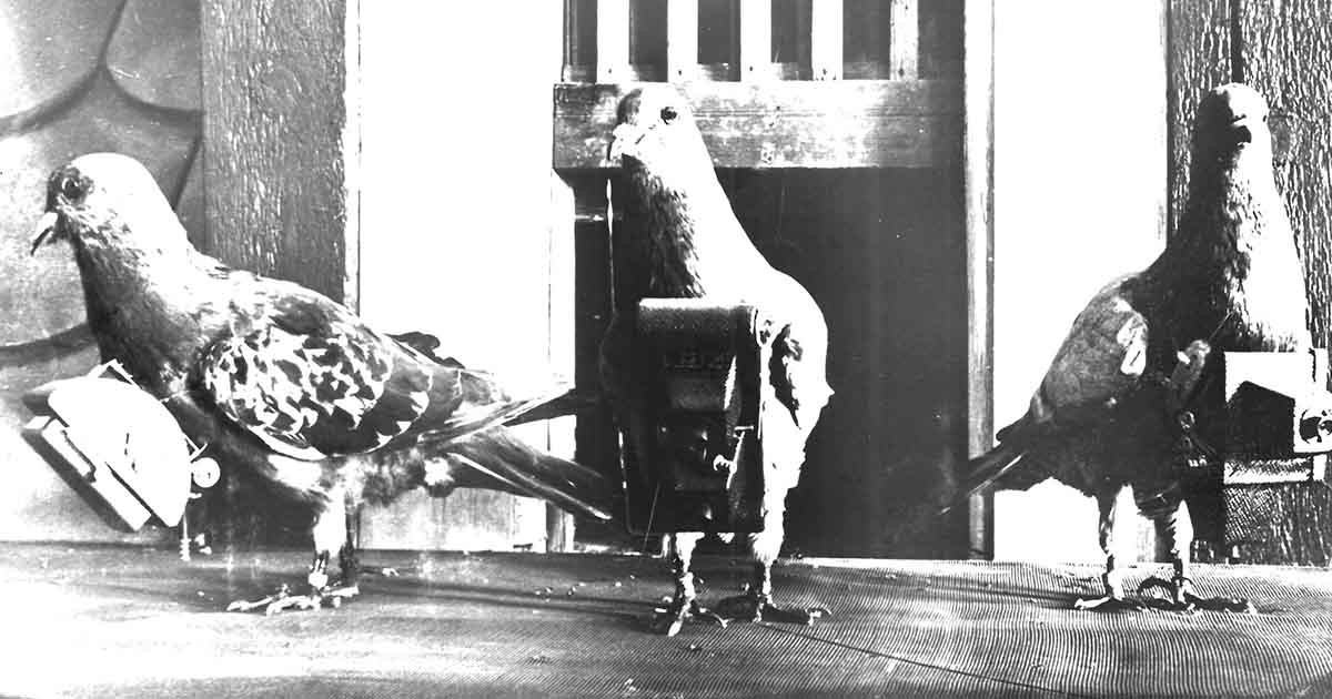 Vào những năm 1970, CIA triển khai chiến dịch bí mật mang mật danh Tacana. Mục đích của chiến dịch là nhằm huấn luyện bồ câu chụp ảnh những cơ sở bí mật của Liên Xô.