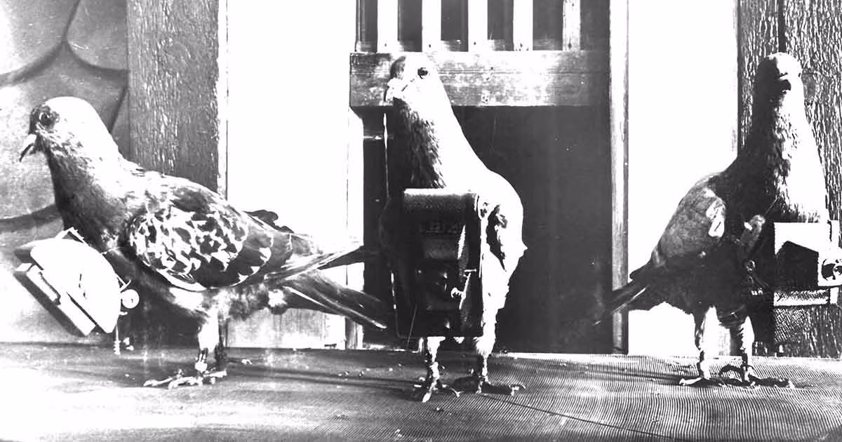 Vào những năm 1970, CIA triển khai chiến dịch bí mật mang mật danh Tacana. Mục đích của chiến dịch là nhằm huấn luyện bồ câu chụp ảnh những cơ sở bí mật của Liên Xô.