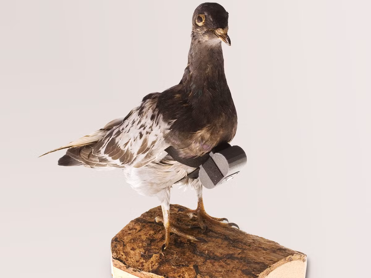 Để hoàn thành nhiệm vụ, mỗi con chim bồ câu được trang bị một máy ảnh siêu nhỏ trị giá 2.000 USD có thể chụp tự động. Thiết bị này nặng 35gr được gắn trên một lớp áo 5gr và đeo lên cơ thể con chim bồ câu.