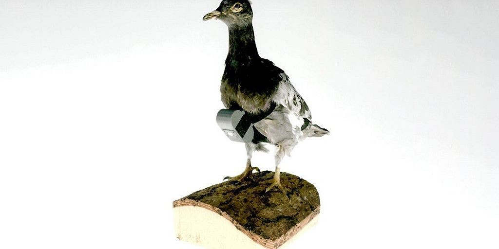 Theo những tài liệu được CIA giải mật, Mỹ từng huấn luyện chim bồ câu làm "điệp viên". Bồ câu thể hiện tốt vai trò đưa thư trong suốt chiều dài lịch sử, bao gồm Thế chiến 1. Chính vì vậy, Mỹ tin rằng loài động vật này có thể nhận nhiệm vụ thu thập tin tình báo.