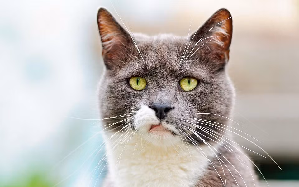 Dự án bị hủy bỏ sau khi một ô tô đâm chết con mèo "gián điệp" được trang bị thiết bị nghe lén trị giá 15 triệu USD ngay trong lần thử nghiệm đầu tiên ở thủ đô Washington.