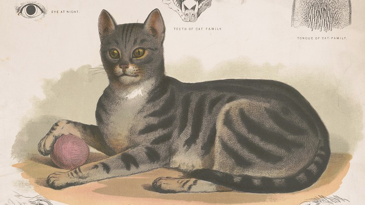 Chiến dịch sử dụng mèo làm "điệp viên" được CIA triển khai từ năm 1961 và kết thúc vào năm 1967.