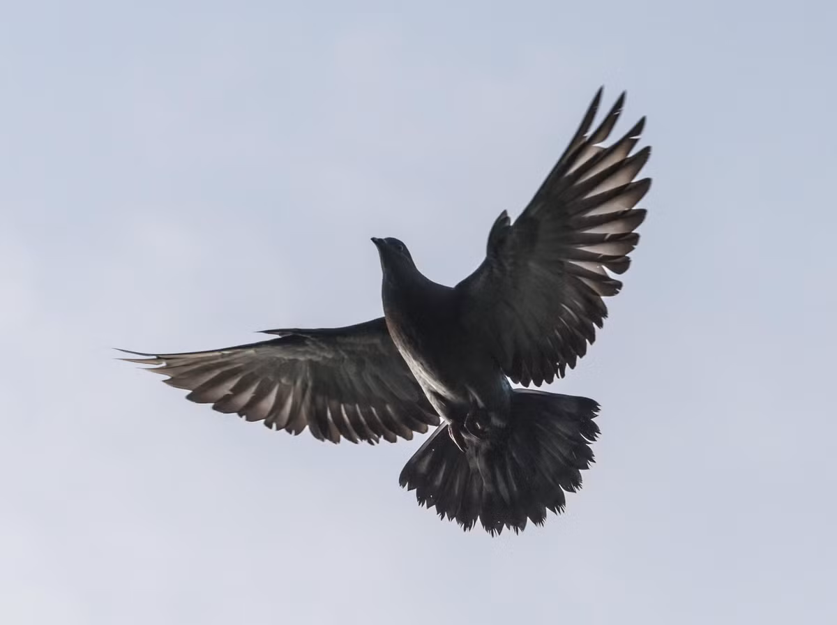 Cho đến nay, các "điệp viên" chim bồ câu của Mỹ có hoàn thành nhiệm vụ hay không hay hiệu quả nhiệm vụ như thế nào không được tiết lộ. Thêm nữa, công chúng tò mò không biết số phận của những con chim bồ câu làm nhiệm vụ tình báo.