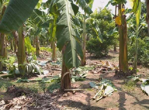 Ban an nao cho ke hiep dam be gai 12 tuoi trong vuon chuoi o Ha Noi?