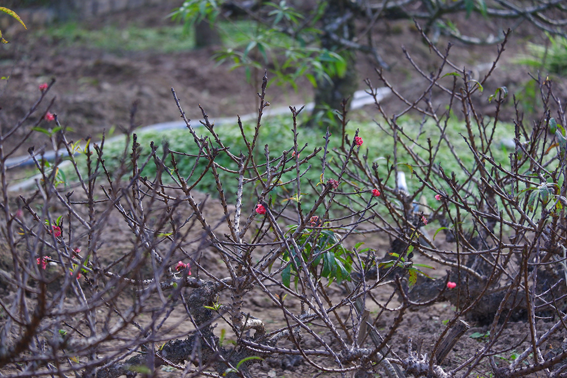 Anh Hải cho biết thêm, sau khi tuốt lá sẽ tuỳ theo điều kiện thời tiết để có phương án chăm sóc để đào có nhiều nụ và nở đúng dịp Tết.