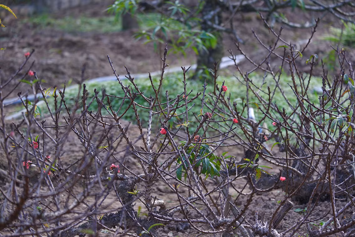 Anh Hải cho biết thêm, sau khi tuốt lá sẽ tuỳ theo điều kiện thời tiết để có phương án chăm sóc để đào có nhiều nụ và nở đúng dịp Tết.