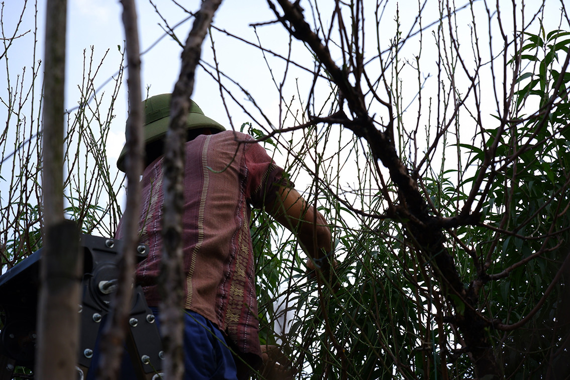 Anh Nguyễn Văn Hải chia sẻ, những cây già yếu thời gian tuốt lá chậm hơn so với những cây to khoẻ. Thường thì những cành đào sẽ được tuốt lá khi thời tiết ấm, tránh thời điểm mưa rét.