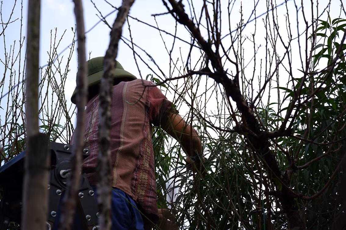 Anh Nguyễn Văn Hải chia sẻ, những cây già yếu thời gian tuốt lá chậm hơn so với những cây to khoẻ. Thường thì những cành đào sẽ được tuốt lá khi thời tiết ấm, tránh thời điểm mưa rét.