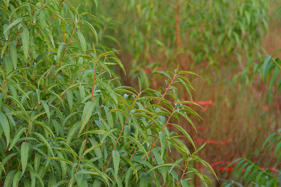 Những người trồng đào tại đây cho biết, việc chăm sóc, tuốt lá có tính chất quyết định nhất để đào ra đúng dịp Tết.