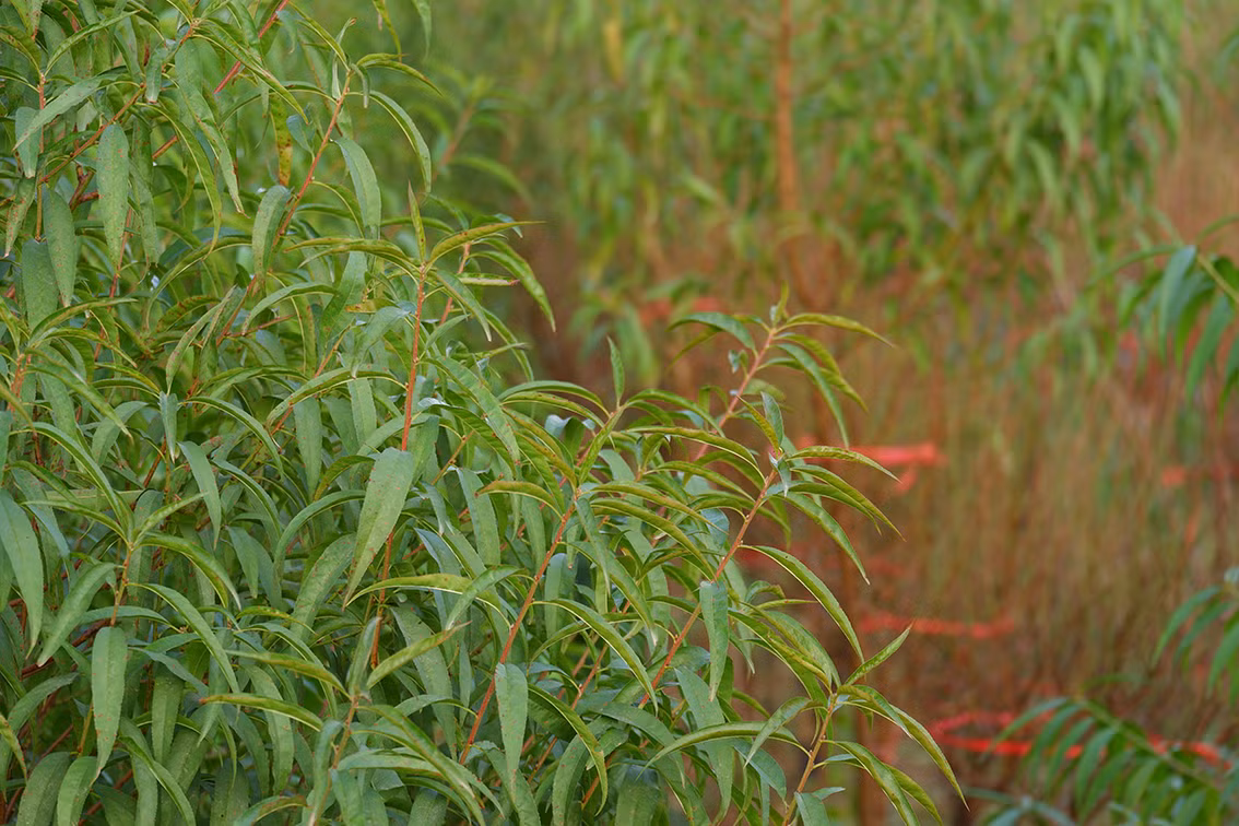 Những người trồng đào tại đây cho biết, việc chăm sóc, tuốt lá có tính chất quyết định nhất để đào ra đúng dịp Tết.