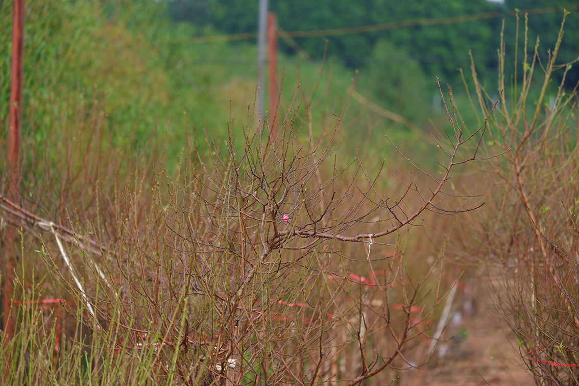 Việc tuốt lá còn giúp kiểm tra xem đào có bị rệp không bởi không phát hiện ra thì rệp sẽ ăn hết nụ hoa.
