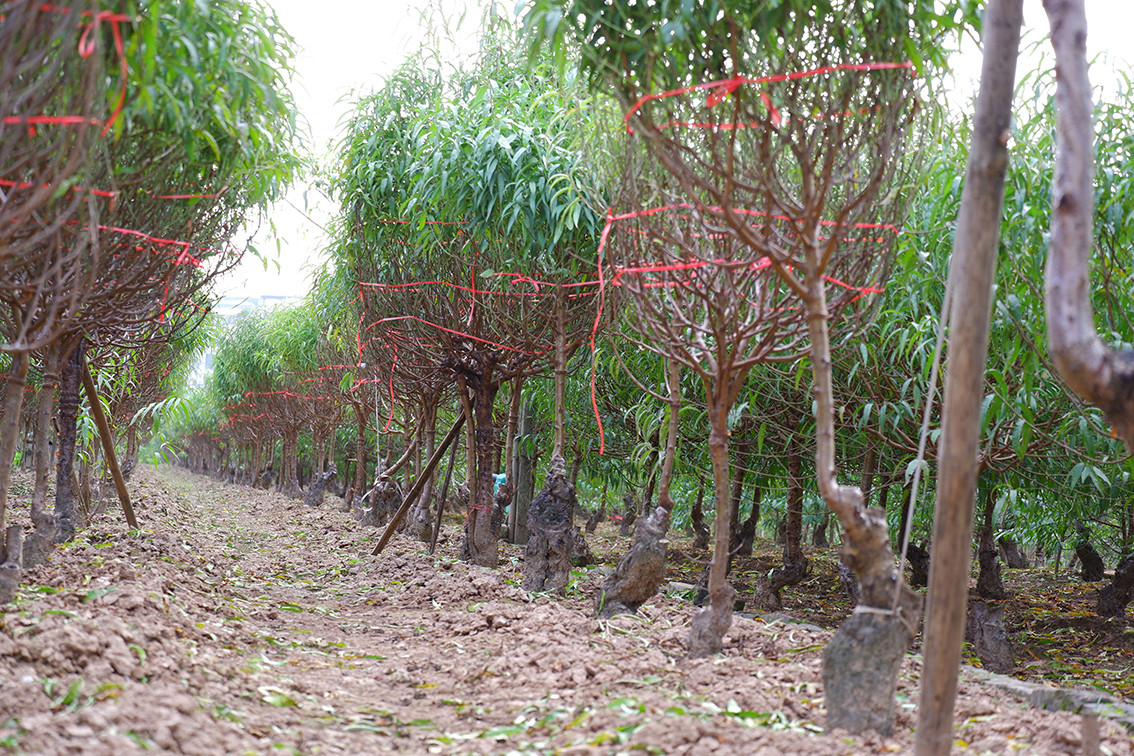 Tại vườn hoa của anh Hải, hầu hết đào sẽ được tốt lá chờ chăm sóc. Riêng những cây ra hoa sớm sẽ được cắt mang đi bán.