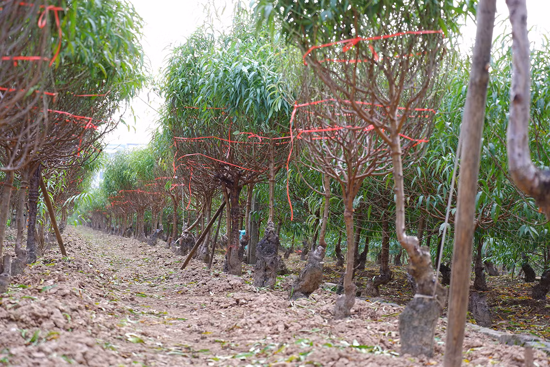 Tại vườn hoa của anh Hải, hầu hết đào sẽ được tốt lá chờ chăm sóc. Riêng những cây ra hoa sớm sẽ được cắt mang đi bán.