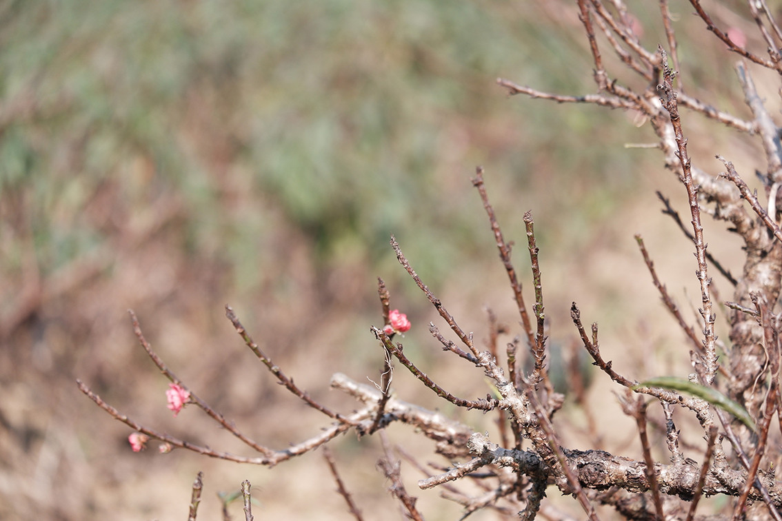 Theo đó, tuỳ từng loại đào, thời gian tuốt lá sẽ khác nhau. Riêng các loại đào thế, gốc to sẽ được tuốt lá trước Tết khoảng 2 tháng.
