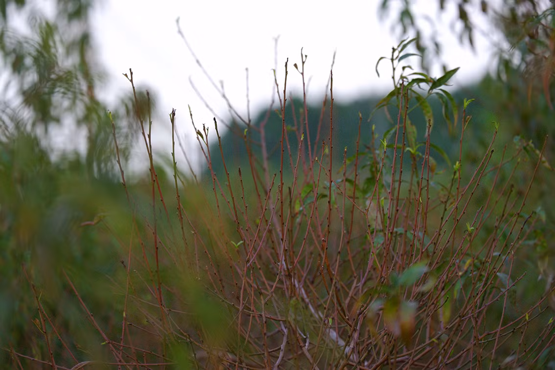 Những ngày gần đây, làng hoa Tứ Liên (quận Tây Hồ, Hà Nội) đã bắt đầu bước vào thời điểm quan trọng nhất của việc chăm sóc đào.