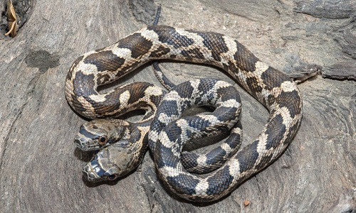 Ran hai dau nhung... da nhan cach gay soc