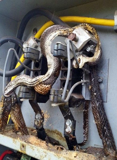 Hoang hon phat hien ran khong lo trong o dien