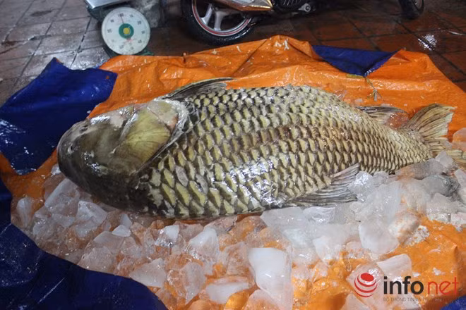 Tan muc ca ho khong lo nang hon ta o Sai Gon-Hinh-2