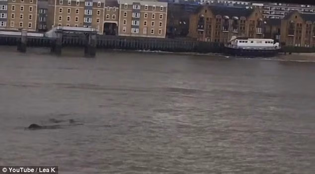 Quái vật huyền thoại bất ngờ xuất hiện trên sông Thames? Quai vat huyen thoai bat ngo xuat hien tren song Thames?